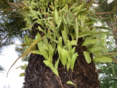 Pyrrosia