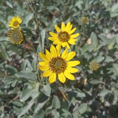 Helianthus niveus