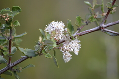 Ceanothus crassifolius