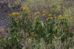 Bidens micrantha