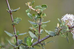 Ceanothus crassifolius