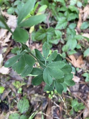 Genista monspessulana