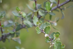 Ceanothus crassifolius