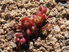Crassula connata