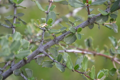 Ceanothus crassifolius