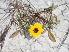 Coreopsis tinctoria