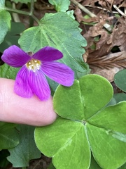 Oxalis oregana