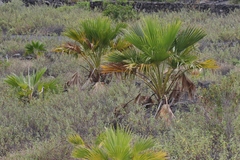 Pritchardia