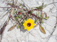 Coreopsis tinctoria