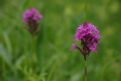 Anacamptis pyramidalis