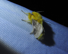 Megalopyge lanceolata