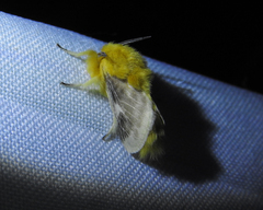 Megalopyge lanceolata