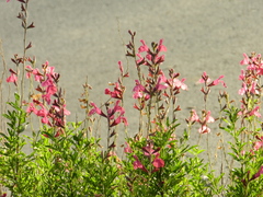 Salvia greggii