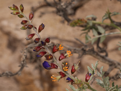 Psorothamnus arborescens minutifolius