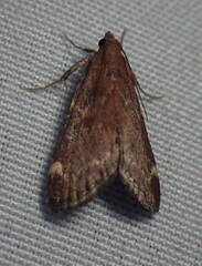 Hypsopygia intermedialis