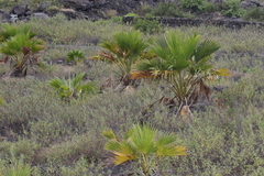 Pritchardia