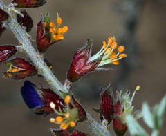 Psorothamnus arborescens minutifolius