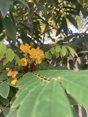 Senna racemosa