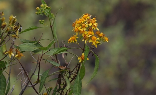 grassland beggarticks (Bidens micrantha ssp. ctenophylla)