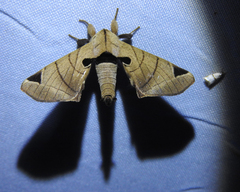 Apatelodes pandarioides