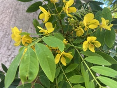 Senna racemosa