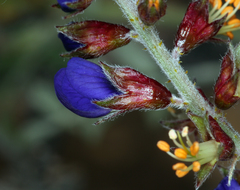 Psorothamnus arborescens minutifolius