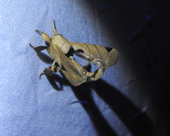 Apatelodes pandarioides