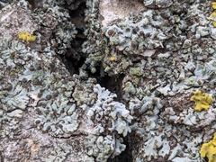 Tremella phaeophysciae
