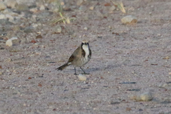 Gliciphila melanops