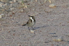 Gliciphila melanops