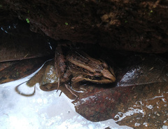 Leptodactylus latrans