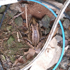 Leptodactylus latrans