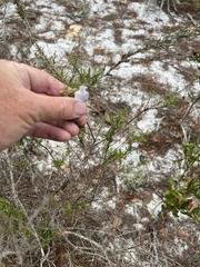Conradina grandiflora