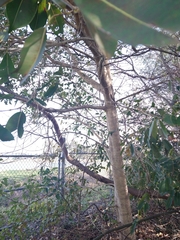 Celtis tetrandra