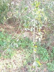 Celtis tetrandra