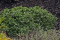 Capparis sandwichiana