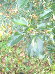Celtis tetrandra