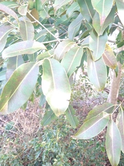 Celtis tetrandra