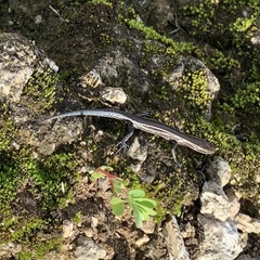 Cryptoblepharus
