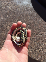 Heterodon nasicus