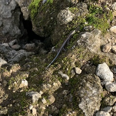 Cryptoblepharus