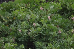 Capparis sandwichiana