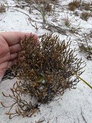 Selaginella arenicola