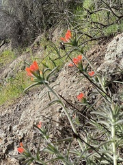 Castilleja foliolosa