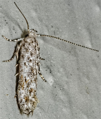 Gelechiidae