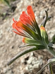 Castilleja foliolosa