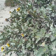 Helianthus niveus