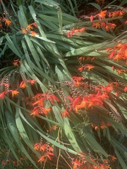 Crocosmia