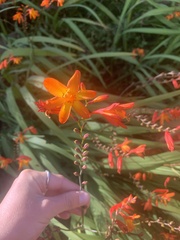 Crocosmia