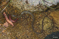 Thamnophis hammondii